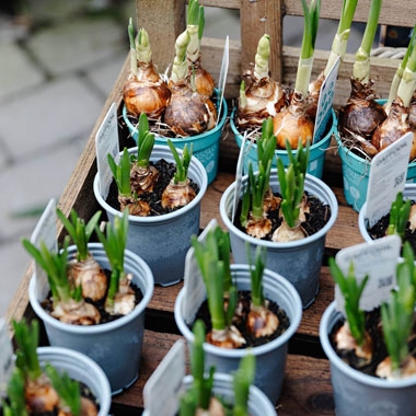 Plants